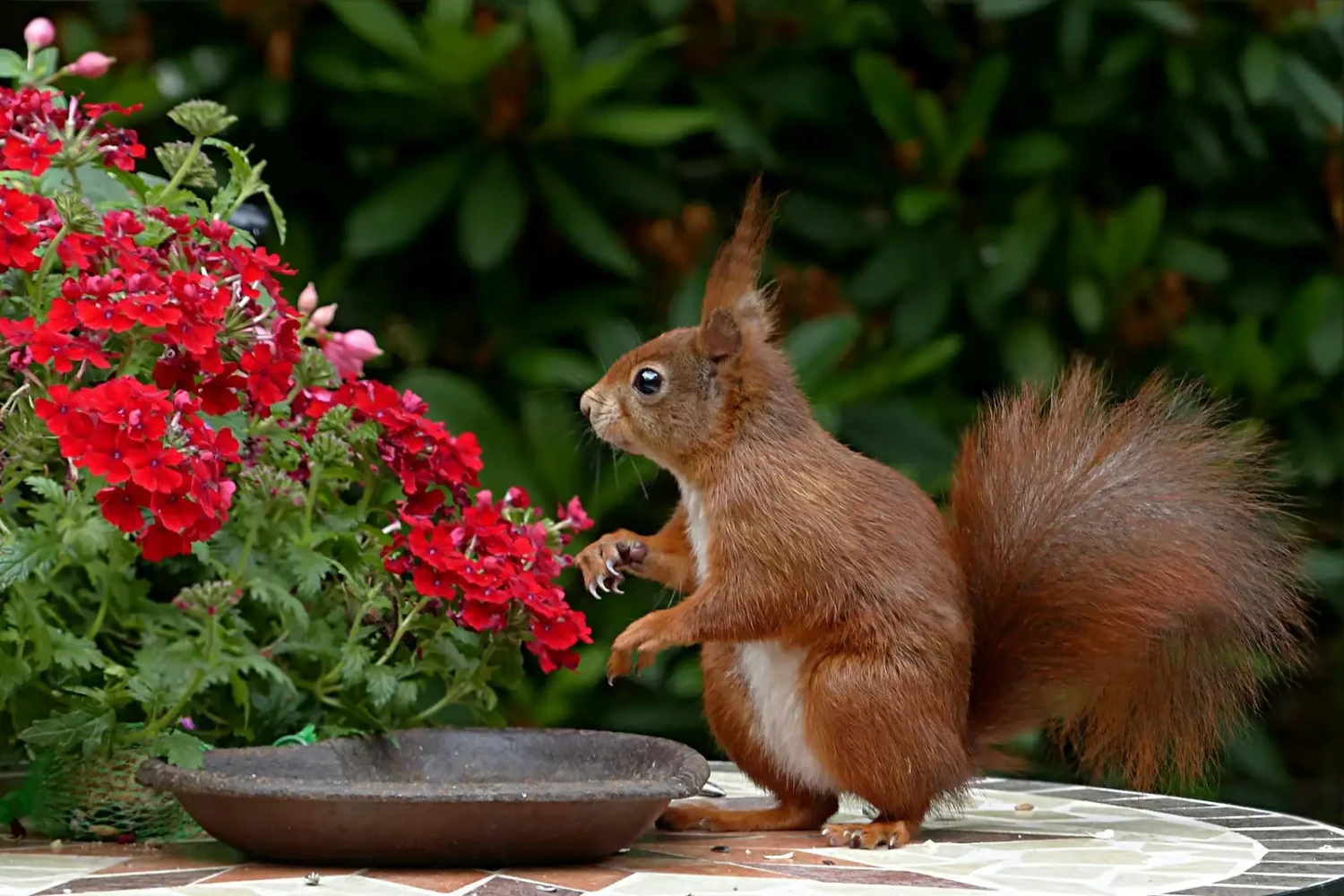 Garden & Outdoor